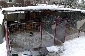Abrigo "DOG RESCUE". Webcam de Bucareste online