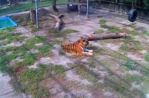 Tigre de Amur. Webcams Barnaul