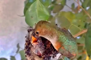 Ninho de colibri. Webcams La Verne online