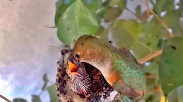Ninho de colibri. Webcams La Verne online