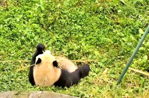 Panda gigante. Webcams online em Chengdu