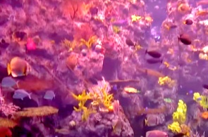 Tropical Reef Aquarium of Pacific. Webcams de Long Beach