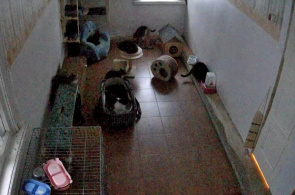 Abrigo de Animais Otrā Māja webcam online