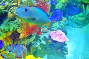 Aquário com peixes tropicais. Webcams de Long Beach