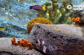 Recifes de corais. Monterey webcams online