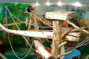 Colobus. Novosibirsk Zoo chamado R. A. Shyla webcam online
