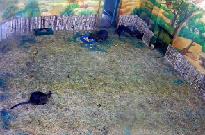 Canguru. Novosibirsk Zoo chamado R. A. Shyla webcam online