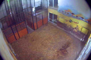 Aviário com girafas. Webcam do zoológico de Szegedi Vadaspark online