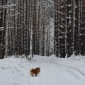 TOP 5 cantos siberianos que darão uma viagem de inverno inesquecível