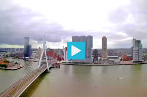 Ponte Erasmus, North Shore. Webcams em Roterdã online