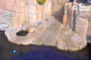 Lontra-marinha. Monterey webcams online