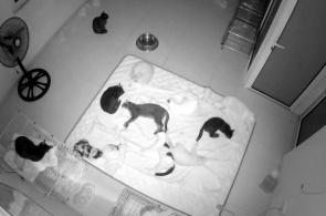 Abrigo de Animais "Hanoi Pet Rescue" webcam on-line