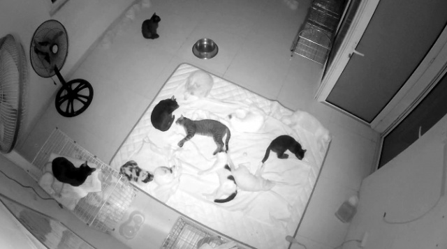 Abrigo de Animais "Hanoi Pet Rescue" webcam on-line