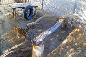 Leopardo do Extremo Oriente Eliseu. Barnaul Zoo webcam ao vivo