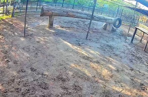 Leão Africano. Barnaul Zoo webcam ao vivo