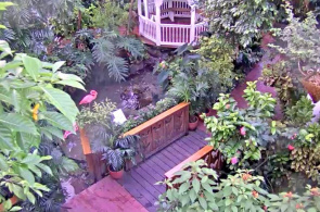 Webcam de Conservatório de Borboletas e Natureza de Key West online