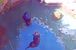 Aquário lontra. Webcams de Seattle