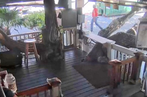 Bar americano popular "Hog`s Breath". Key west online