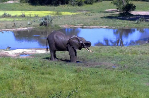 Elefantes. Aberdare National Park webcam on-line