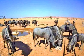 Poço de água no deserto do Namibe. Webcams de Rehoboth