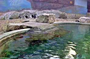 Pinguim papuan. Webcam do zoológico de Szegedi Vadaspark online