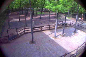 Deck de observação do zoológico de Szegedi Vadaspark. Câmara web de Seged on-line