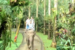Elephant Park. Webcams em Bali online