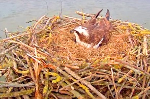 Webcam no ninho da águia-pescadora. Webcam Rutland