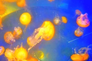 Aquário com medusas. Webcams de Long Beach
