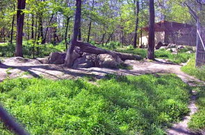 Um aviário com lobos cinzentos. Webcam do zoológico de Szegedi Vadaspark online