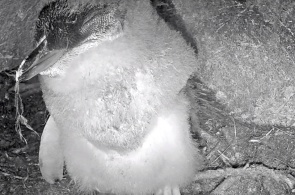 Pequeno ninho de pinguim. Webcams de Oamaru
