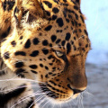 Novas rotas na "Terra do Leopardo"