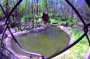 Tigre siberiano. Szeged Zoo webcams online