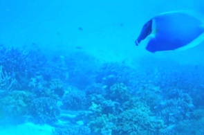 Câmera subaquática na ilha de Meeru. Webcams Meeru