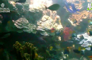 Aquário Nacional. Webcam de recife de coral online