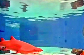 Lagoa do tubarão. Webcams de Long Beach