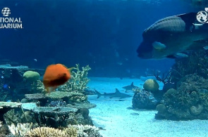 Tubarões de recife. National Aquarium webcam online