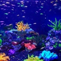 Exotismo do mundo subaquático do aquário de Samara