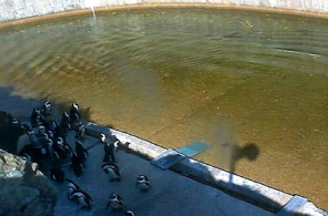 Pinguins. Zoológico de Maryland Zoológico de webcam online